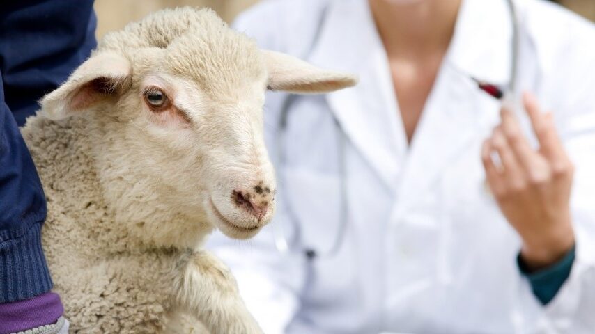 Κρούσματα αφθώδη πυρετού σε βοοειδή στη Λέσβο