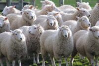 Σήμανση αιγοπροβάτων: Έντονες αντιδράσεις