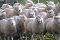 Σήμανση αιγοπροβάτων: Έντονες αντιδράσεις