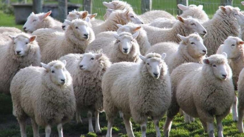 Σήμανση αιγοπροβάτων: Έντονες αντιδράσεις