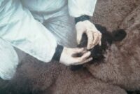 Αφθώδης πυρετός πιέζει τις ελληνικές εξαγωγές