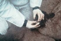 Αφθώδης πυρετός πιέζει τις ελληνικές εξαγωγές