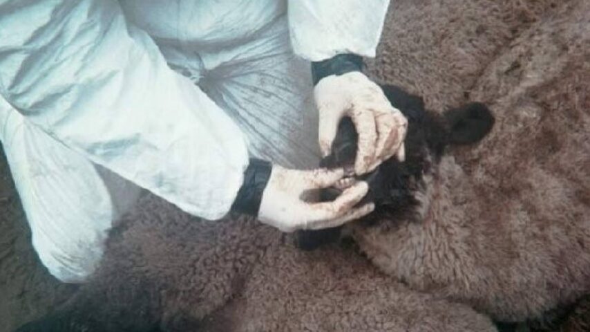 Αφθώδης πυρετός πιέζει τις ελληνικές εξαγωγές