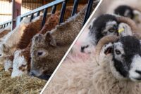 Ευρωπαϊκή βοήθεια για τη Λέσβο