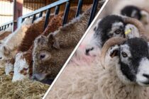 Ευρωπαϊκή βοήθεια για τη Λέσβο