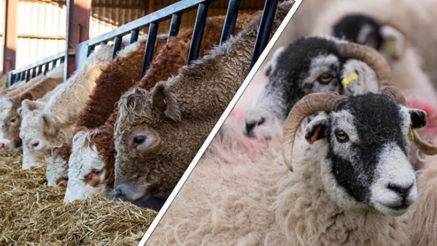 Ευρωπαϊκή βοήθεια για τη Λέσβο