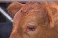 Απάτη με πρόσχημα τον αφθώδη