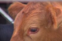 Απάτη με πρόσχημα τον αφθώδη