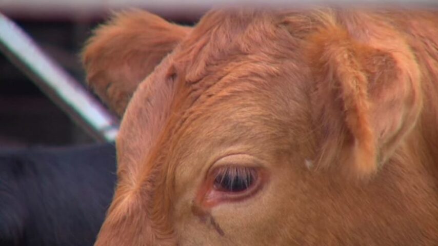 Απάτη με πρόσχημα τον αφθώδη