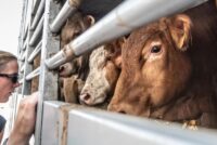 Αυστηρά μέτρα για ζωονόσους ενόψει Πάσχα