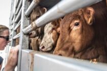 Αυστηρά μέτρα για ζωονόσους ενόψει Πάσχα