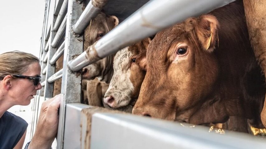 Αυστηρά μέτρα για ζωονόσους ενόψει Πάσχα