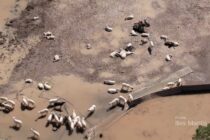 Κτηνοτρόφοι Θεσσαλίας: Αγωγές για τις αποζημιώσεις του Daniel