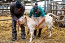 Υποστελέχωση και καθυστερήσεις στα μέτρα κατά του αφθώδους πυρετού