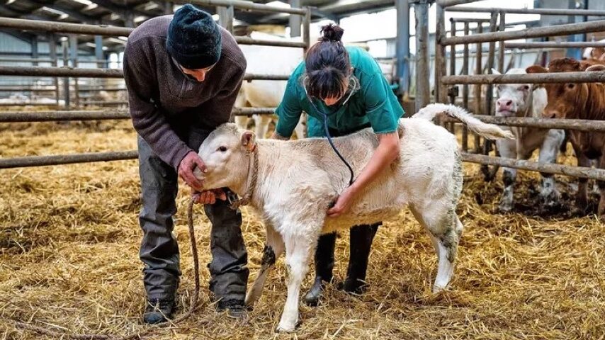 Υποστελέχωση και καθυστερήσεις στα μέτρα κατά του αφθώδους πυρετού