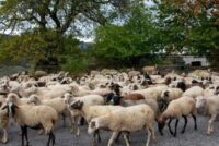 Ερεσσός: Εκδήλωση ενημέρωσης για την κτηνοτροφία