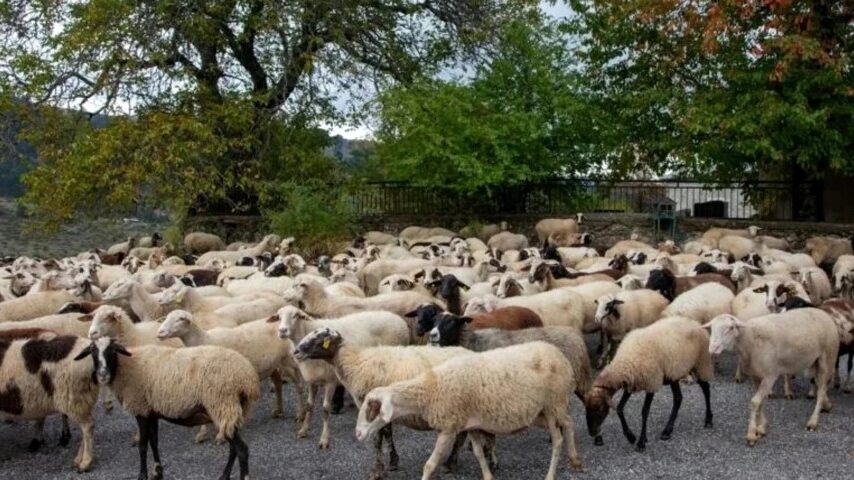 Ερεσσός: Εκδήλωση ενημέρωσης για την κτηνοτροφία