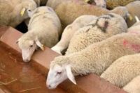 22,7 εκατ. αποζημίωση στους κτηνοτρόφους