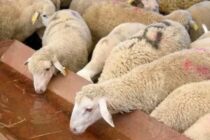 22,7 εκατ. αποζημίωση στους κτηνοτρόφους