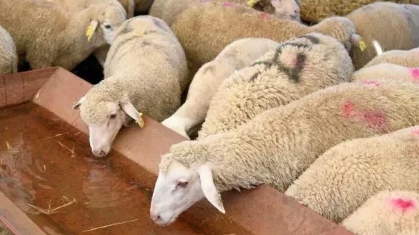 22,7 εκατ. αποζημίωση στους κτηνοτρόφους