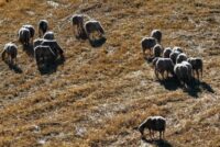 Λέσβος: 5 νέα κρούσματα και χιλιάδες έλεγχοι