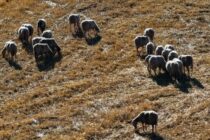 Λέσβος: 5 νέα κρούσματα και χιλιάδες έλεγχοι