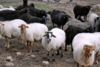 SOS για το πρόβατο της Λέσβου