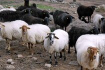 SOS για το πρόβατο της Λέσβου