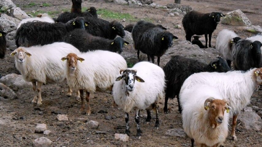 SOS για το πρόβατο της Λέσβου