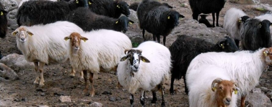 Η πορεία του αφθώδους πυρετού στη Λέσβο και τα μέτρα του ΥΠΑΑΤ