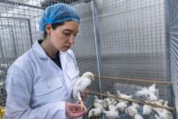 Νέο εμβόλιο κατά της σαλμονέλας – Ισχυρότερη προστασία για τα πουλερικά