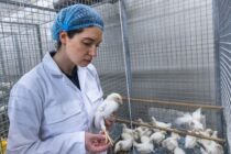 Νέο εμβόλιο κατά της σαλμονέλας – Ισχυρότερη προστασία για τα πουλερικά