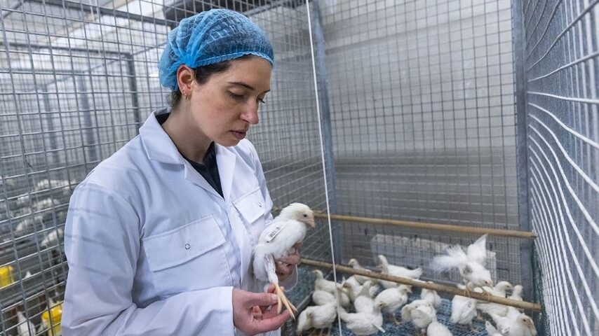 Νέο εμβόλιο κατά της σαλμονέλας – Ισχυρότερη προστασία για τα πουλερικά