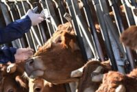 Ισπανία: Νέο εμβολιαστικό σχέδιο ενίσχυσης άμυνας κατά της οζώδους δερματίτιδας