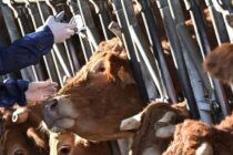 Ισπανία: Νέο εμβολιαστικό σχέδιο ενίσχυσης άμυνας κατά της οζώδους δερματίτιδας