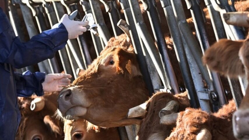 Ισπανία: Νέο εμβολιαστικό σχέδιο ενίσχυσης άμυνας κατά της οζώδους δερματίτιδας