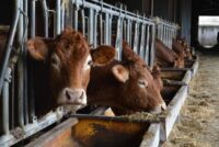 Με ψυχολογικη υποστήριξη οι κτηνοτρόφοι στη Λέσβο