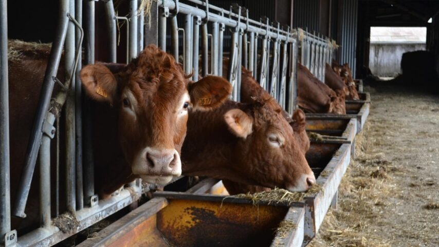 Με ψυχολογικη υποστήριξη οι κτηνοτρόφοι στη Λέσβο