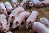 Η ένταση στο Ιράν ανεβάζει το κόστος χοιρινού