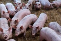 Η ένταση στο Ιράν ανεβάζει το κόστος χοιρινού