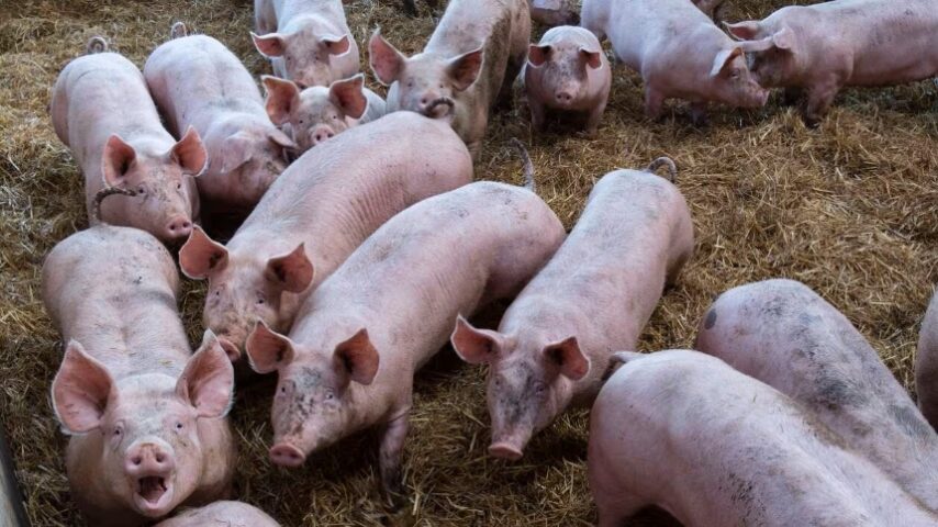 Η ένταση στο Ιράν ανεβάζει το κόστος χοιρινού