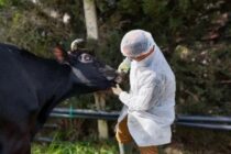 Νέο στέλεχος αφθώδους στην Κίνα