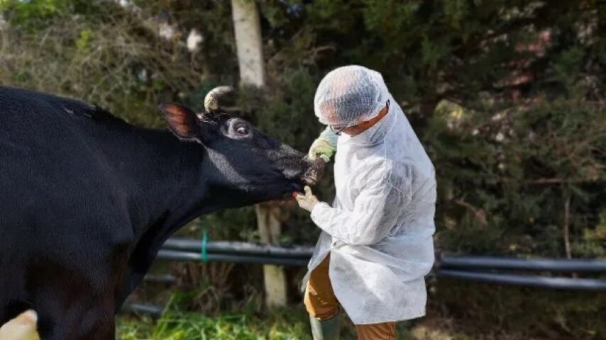 Νέο στέλεχος αφθώδους στην Κίνα