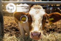 Τηλεκπαίδευση για κτηνοτρόφους μέχρι τον Απρίλη