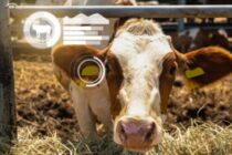 Τηλεκπαίδευση για κτηνοτρόφους μέχρι τον Απρίλη