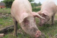 Ο αφθώδης χτυπά και τη χοιροτροφία της Κύπρου