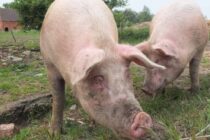 Ο αφθώδης χτυπά και τη χοιροτροφία της Κύπρου