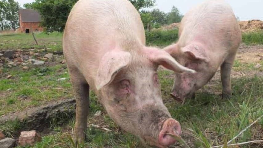 Ο αφθώδης χτυπά και τη χοιροτροφία της Κύπρου