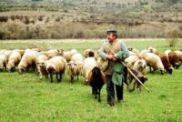 Κτηνοτροφικοί Σύλλογοι Α-Μ και Θράκης: «Δεν αντέχουμε άλλον εμπαιγμό»