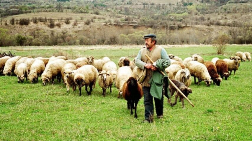 Κτηνοτροφικοί Σύλλογοι Α-Μ και Θράκης: «Δεν αντέχουμε άλλον εμπαιγμό»